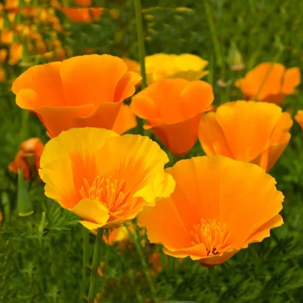 Golden Poppy Natural ingredient nervecalm.