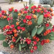 Prickly Pear Extractnatural ingredient Nervecalm